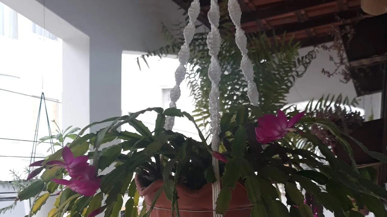 Suporte para planta de macramê com barbante